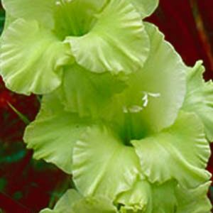 Гладіолус Грін Стар 100 цибулин розмір 12/14