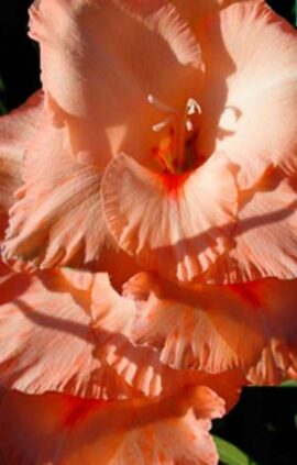 Гладіолус Ібадан 100 цибулин розмір 12/14