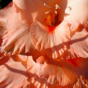 Гладіолус Ібадан 100 цибулин розмір 12/14