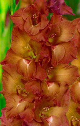 Гладіолус Індіан Саммер 100 цибулин розмір 12/14