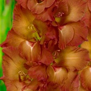 Гладіолус Індіан Саммер 100 цибулин розмір 12/14