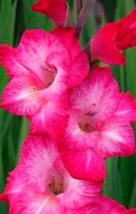 Гладіолус Кантаті 100 цибулин розмір 12/14