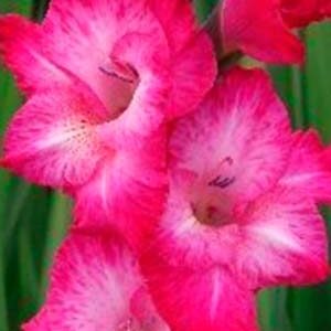 Гладіолус Кантаті 100 цибулин розмір 12/14