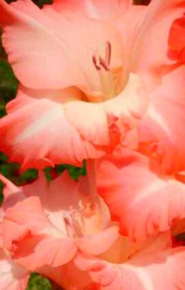 Гладіолус Карма 100 цибулин розмір 12/14