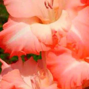 Гладіолус Карма 100 цибулин розмір 12/14