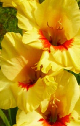 Гладіолус Копер Куїн 100 цибулин розмір 12/14