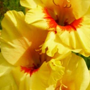 Гладіолус Копер Куїн 100 цибулин розмір 12/14