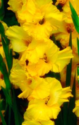 Гладіолус Лемон Дроп 100 цибулин розмір 12/14