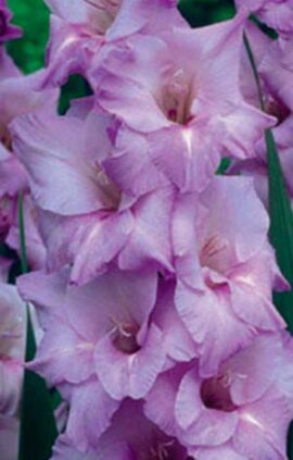 Гладіолус Мілка 100 цибулин розмір 12/14