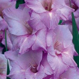 Гладіолус Мілка 100 цибулин розмір 12/14