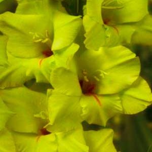 Гладіолус Міс Грін 100 цибулин розмір 12/14