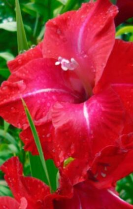 Гладіолус Партитури 100 цибулин розмір 12/14