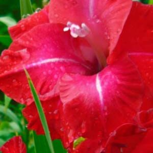 Гладіолус Партитури 100 цибулин розмір 12/14