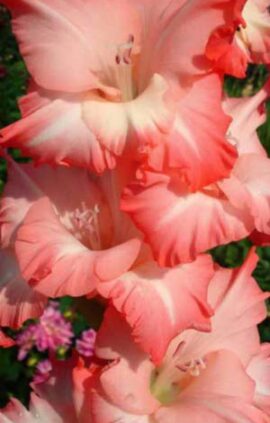 Гладіолус Пінк Леді 100 цибулин розмір 12/14