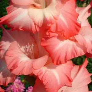 Гладіолус Пінк Леді 100 цибулин розмір 12/14