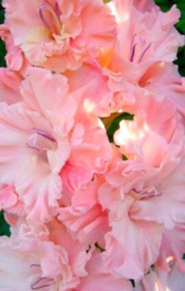 Гладіолус Пінк Сенсейшн 100 цибулин розмір 12/14