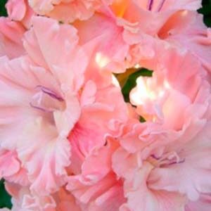 Гладіолус Пінк Сенсейшн 100 цибулин розмір 12/14