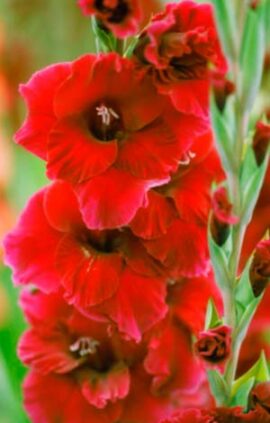 Гладіолус Плам Тарт 100 цибулин розмір 12/14