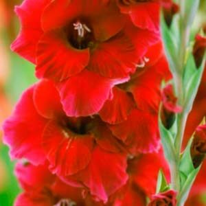 Гладіолус Плам Тарт 100 цибулин розмір 12/14