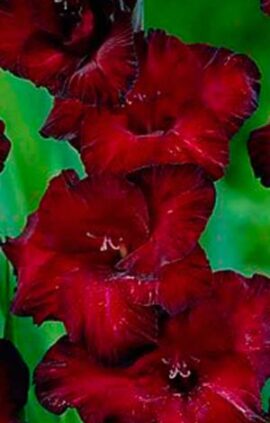 Гладіолус Равен 100 цибулин розмір 12/14