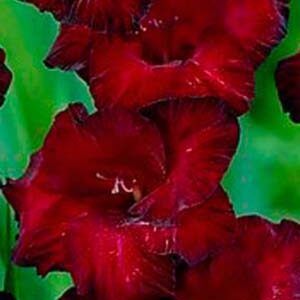 Гладіолус Равен 100 цибулин розмір 12/14