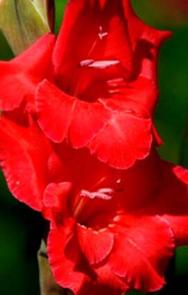 Гладіолус Ред Баланс 100 цибулин розмір 12/14