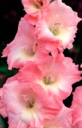 Гладіолус Роуз Суприм 100 цибулин розмір 12/14