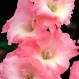 Гладіолус Роуз Суприм 100 цибулин розмір 12/14