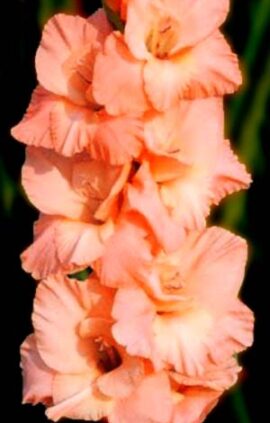 Гладіолус Шуга Бебі 100 цибулин розмір 12/14