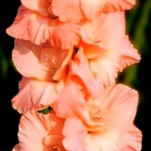 Гладіолус Шуга Бебі 100 цибулин розмір 12/14