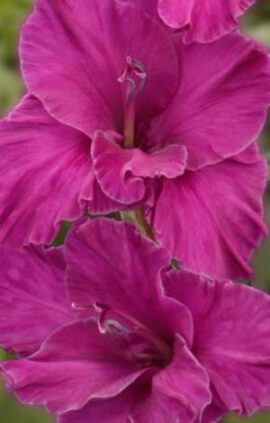 Гладіолус Шуга Плам 100 цибулин розмір 12/14