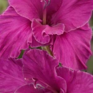 Гладіолус Шуга Плам 100 цибулин розмір 12/14