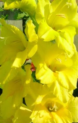 Гладіолус Спід Дейт 100 цибулин розмір 12/14