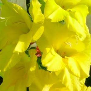 Гладіолус Спід Дейт 100 цибулин розмір 12/14