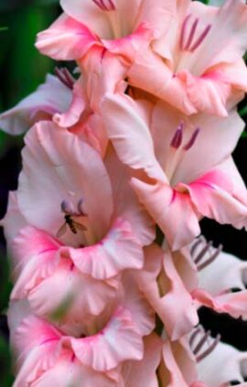 Гладіолус Тампіко 100 цибулин розмір 12/14