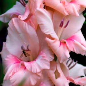 Гладіолус Тампіко 100 цибулин розмір 12/14