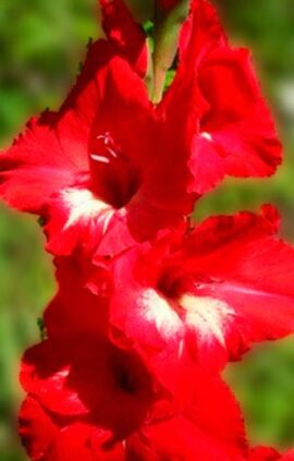 Гладіолус Традерхорн 100 цибулин розмір 12/14