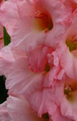 Гладіолус Вамп 100 цибулин розмір 12/14