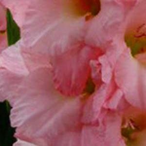 Гладіолус Вамп 100 цибулин розмір 12/14