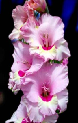 Гладіолус Замора 100 цибулин розмір 12/14