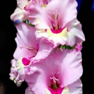 Гладіолус Замора 100 цибулин розмір 12/14