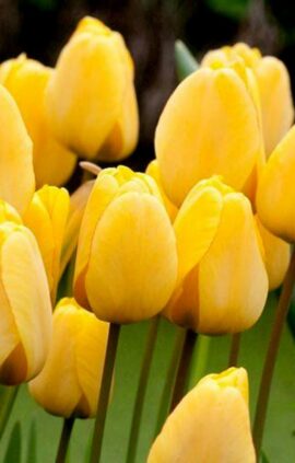 Тюльпан Голден Апельдорн 500 цибулин розмір 12+