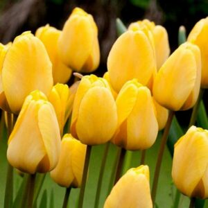 Тюльпан Голден Апельдорн 500 цибулин розмір 12+