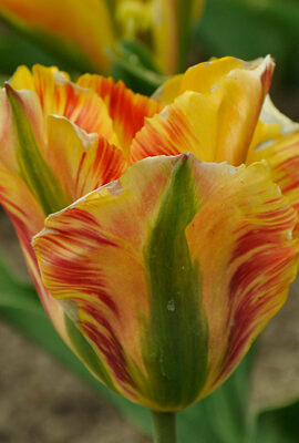 Тюльпан Голден Артист 25 цибулин розмір 10/11