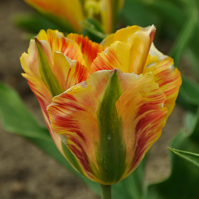 Тюльпан Голден Артист 25 цибулин розмір 10/11