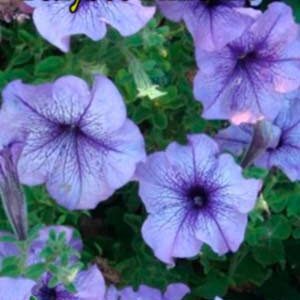 Петуния Голубое Вино F1 пакет 0