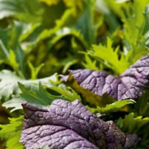 Гірчиця листова пакет 5 грам