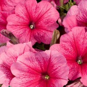 Петуния Горизонт F1 пакет 0