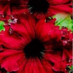 Петуния Готтфрид Михаэлис F1 пакет 0