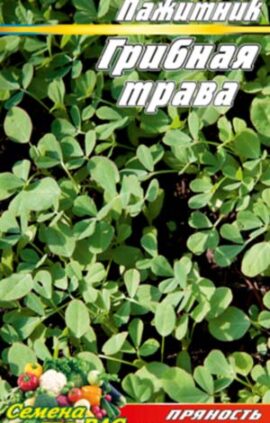 Грибна трава Пажитник